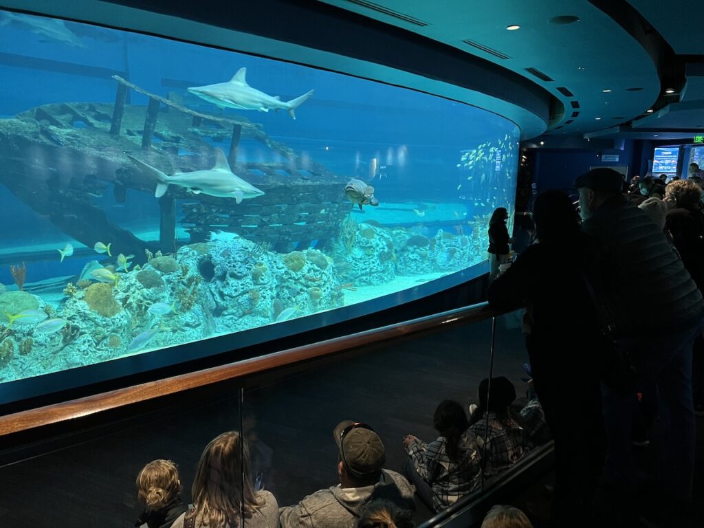 A large aquatic tank with visitors looking at the fish at the Texas State Aquarium
