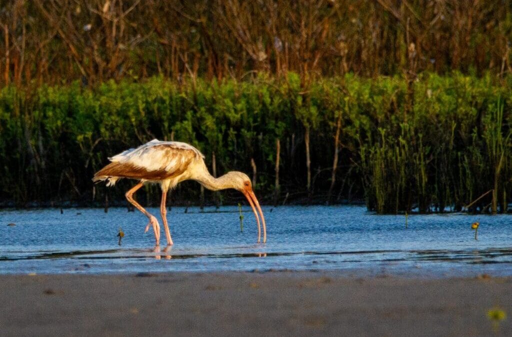 Corpus Christi Texas Marine Wildlife Conservation